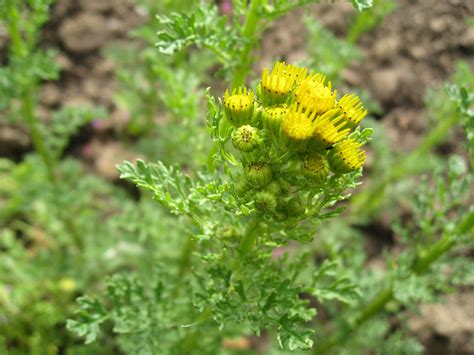 New Horse Owners: Do you know how to identify Ragwort?