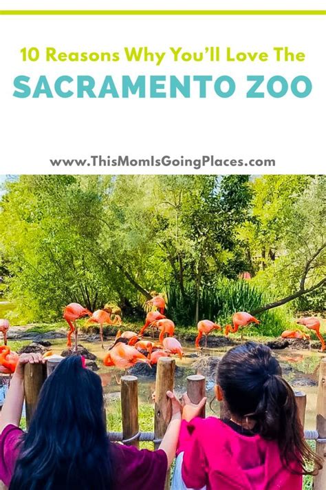 10 Reasons Why You Will Love The Sacramento Zoo | Sacramento zoo ...