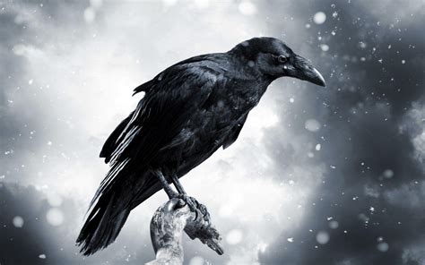 CROWS HD WALLPAPERS - Wallpaper Cave