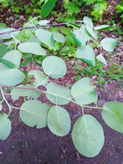 Amelanchier spicata (Dwarf Serviceberry, Dwarf Shadbush) | North Carolina Extension Gardener ...