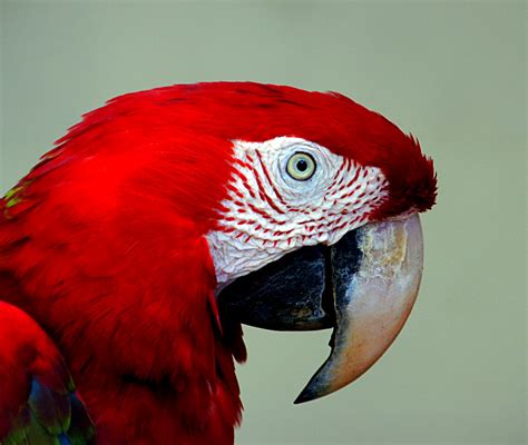 Red Blue Macaw. | Macaws are beautiful, brilliantly colored … | Flickr