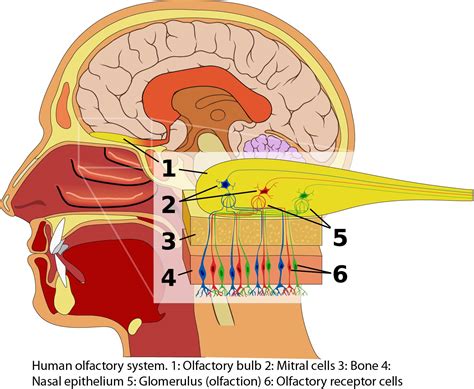 Diffusion - Olfaction - Norman Herr, Ph.D.