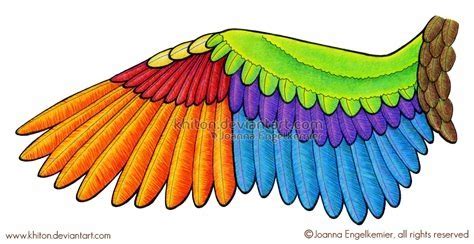 Ornithology Bird Wing Diagram Exam 1 Diagram | Quizlet