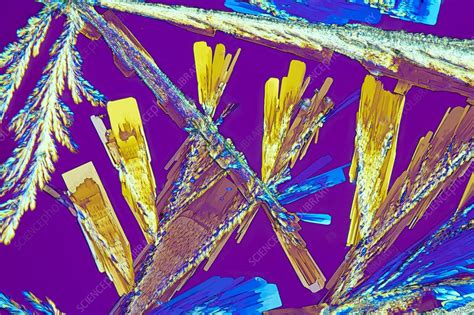 Oxalic acid crystals, light micrograph - Stock Image - C049/4488 - Science Photo Library