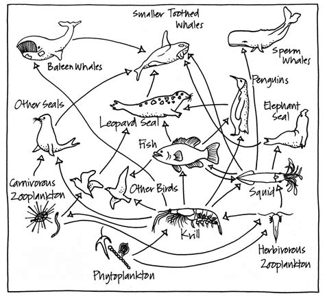 Food Chains and Webs Coloring Pages for Preschool Children - Coloring Pages