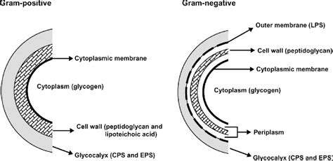 Cell location of polysaccharides produced by gram-positive and ...