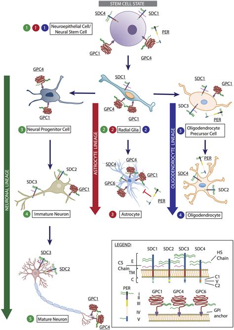 | Representation of heparan sulfate proteoglycans (HSPGs) expressed by... | Download Scientific ...