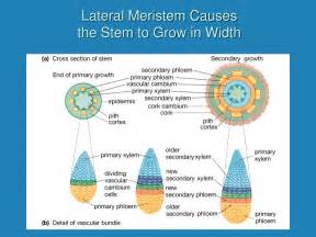 PPT - Plant Structure and Function PowerPoint Presentation - ID:1194453