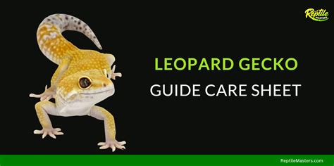 A Detailed Leopard Gecko Guide Care Sheet - Reptile Masters