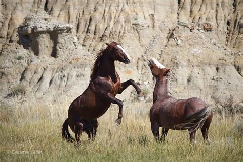 Theodore Roosevelt National Park Wildlife Photography