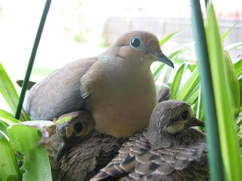 Free picture: morning, doves, bird