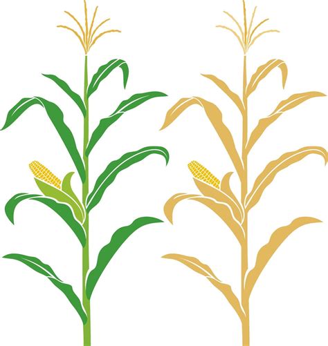 Corn stalk vector illustration 2321694 Vector Art at Vecteezy