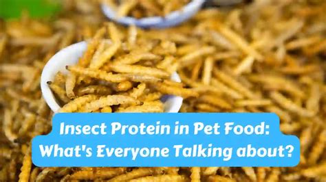 Insect Protein in Pet Food - Best Family Pets