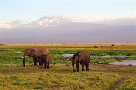 Elephant Safaris: Top African Countries to Observe Elephants in their Natural Habitat ...