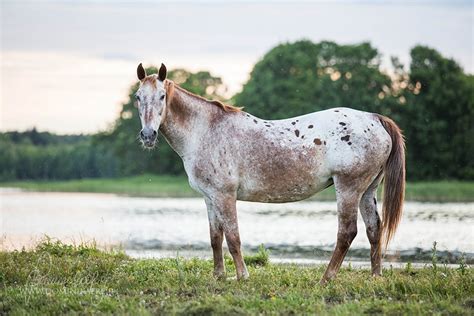 Introduction to: Appaloosa Patterns & Genetics - Good Horse