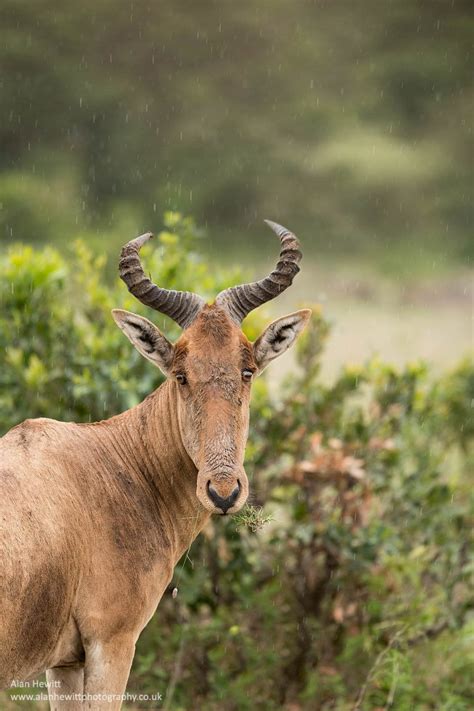 Nikon 300mm f/4 PF ED - Wildlife Photography Review - Nature TTL