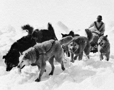 Eskimo dog | Northern breed, sled dog, thick coat | Britannica