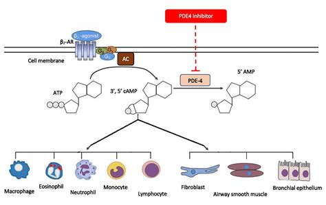 Breathing Labs – Can Phosphodiesterase 4 Inhibitor Therapy Be Used in ...