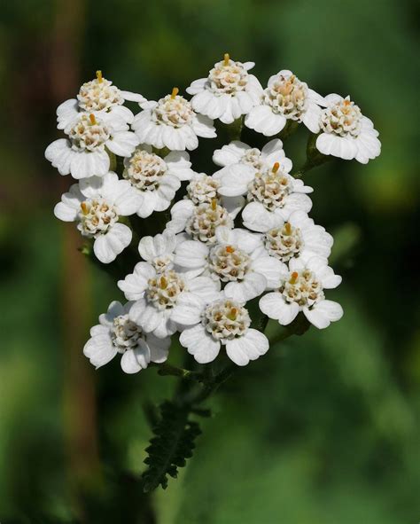 White Yarrow Seeds Common Yarrow Herb Herbal Tea Plant | Etsy