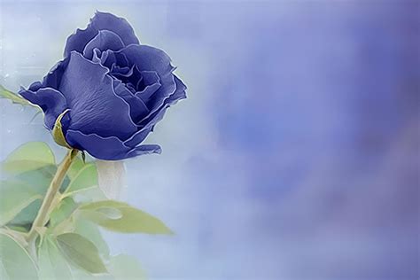 View Wallpaper Blue Rose PNG