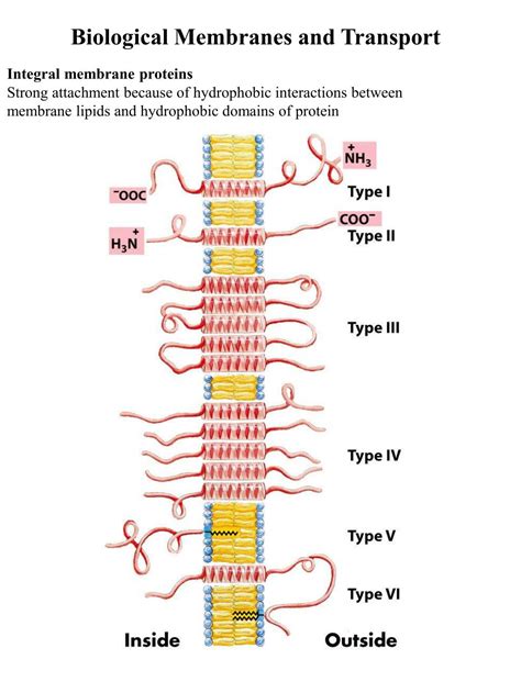 PPT - Biological Membranes and Transport PowerPoint Presentation, free download - ID:1439245