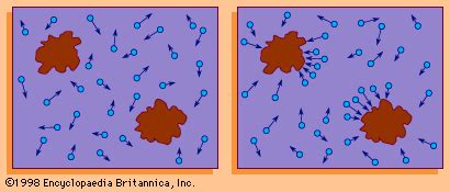 Brownian motion | Physics, Math & History | Britannica