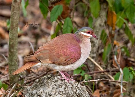 Key West Quail-Dove | Cayo Coco, Cuba | Nancy Norman | Flickr