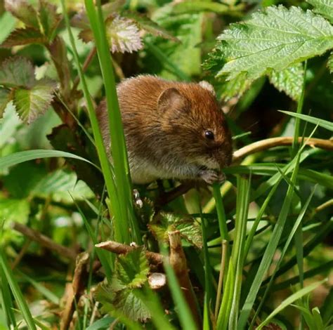 Bank Vole - Facts, Diet, Habitat & Pictures on Animalia.bio