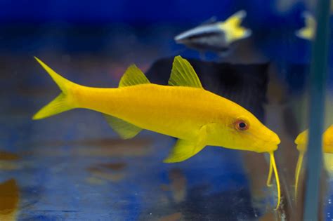 Yellow Goatfish For Sale (Parupeneus cyclostomus). TOP Care facts. Reefs4Less.com