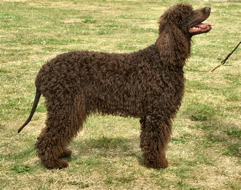 American Water Spaniel - Puppies, Rescue, Pictures, Information, Temperament, Characteristics ...