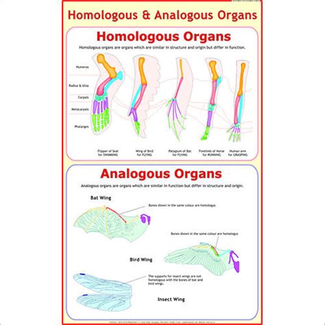 Analogous & Homologous Organs - Analogous & Homologous Organs Exporter ...