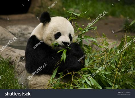 Panda Bear Eating Bamboo Stock Photo 13396939 : Shutterstock