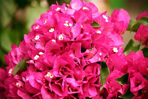 File:Bougainvillea flowers 4102.JPG - Wikipedia, the free encyclopedia