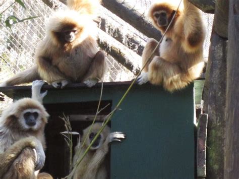 The Silver Springs monkeys - International Primate Protection League