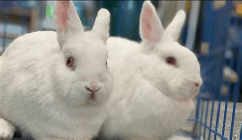 White Rabbit Breeds | 7 White Pet Rabbit Breeds | Hutch and Cage