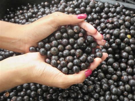 4 Acai Berry Benefits And Side Effects