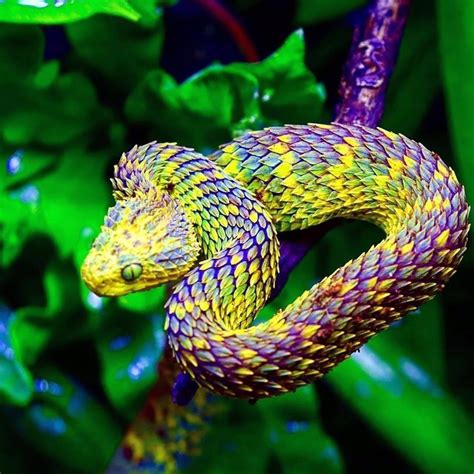 African Snakes: Bush Vipers | African bush viper, Snake, Beautiful snakes