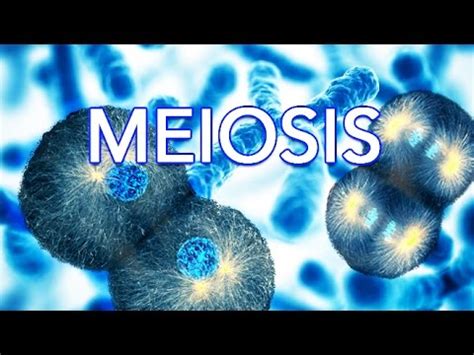 MEIOSIS - MADE SUPER EASY - ANIMATION - YouTube