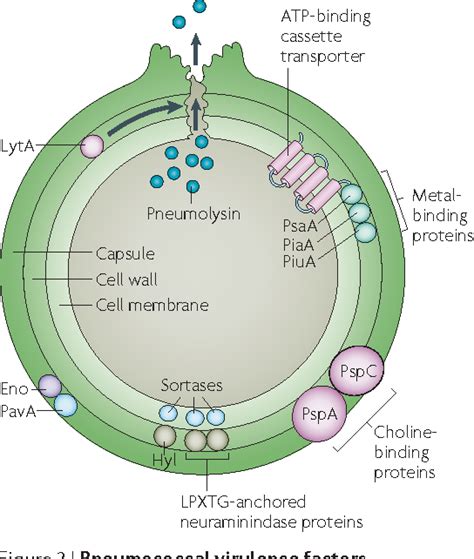 [PDF] The role of Streptococcus pneumoniae virulence factors in host respiratory colonization ...