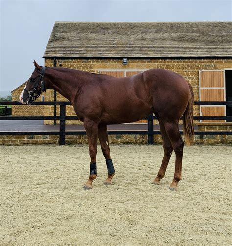 Lot 1798 Bated Breath x Kite Mark Book 3 – AppleTree Stud