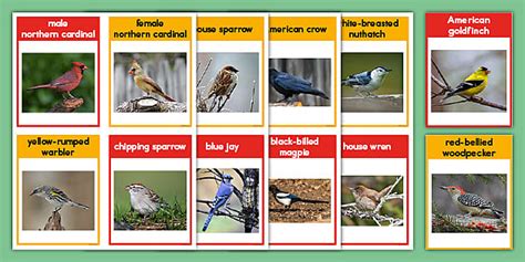 Birds of North America Flash Cards (teacher made) - Twinkl