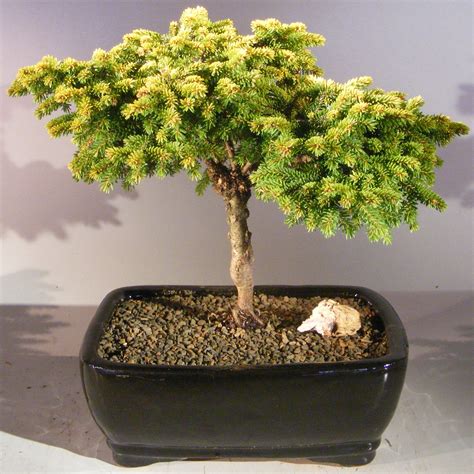 Oriental Spruce Bonsai Tree (picea orientalis ‘Tom Thumb’)