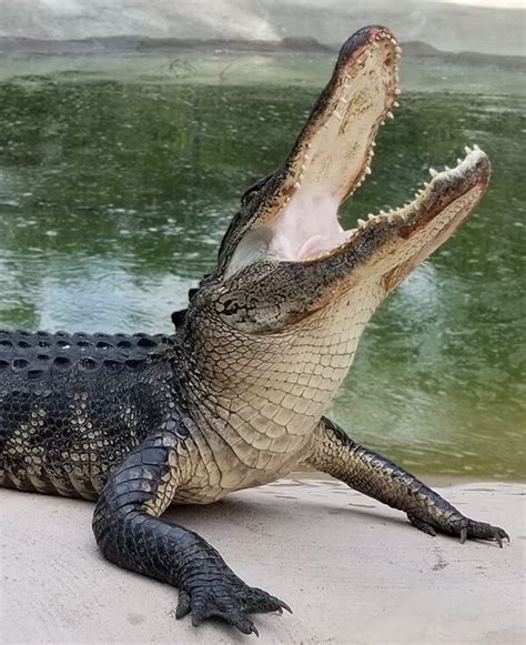 Visit GatorWorld Parks of Florida - 1 mile west of I75 on HWY 44