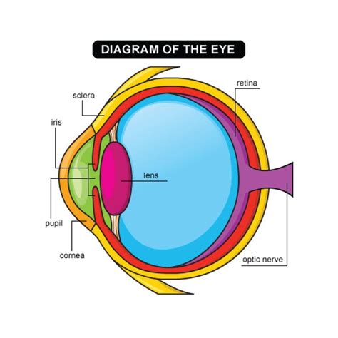 DO YOU KNOW WHICH part of your eye is which? Are you kids very curious about eyes? Check out ...