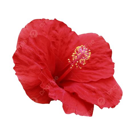 Hibiscus Rosa Sinensis Red Tropical, Flower Power, Hibiscus, Tropical ...