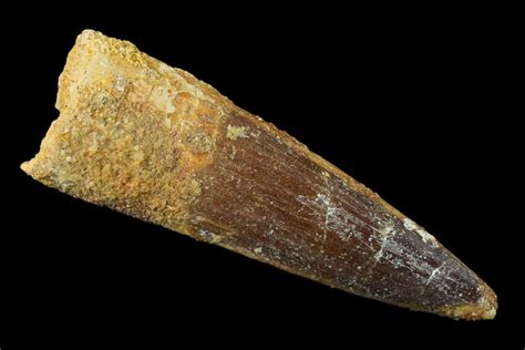 2" Spinosaurus Tooth - Real Dinosaur Tooth (#136240) For Sale ...