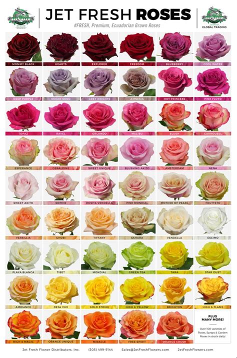 Ecuadorian Rose Varieties