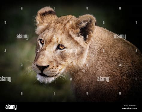 Lion roar female hi-res stock photography and images - Alamy