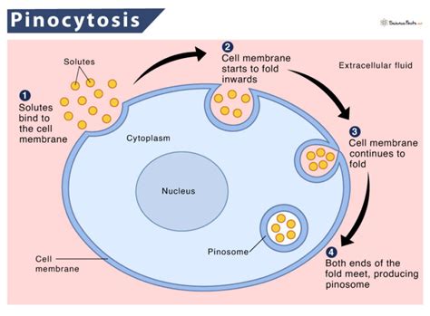 Pinocytosis – Definition, Process, & Steps with Examples & Diagram