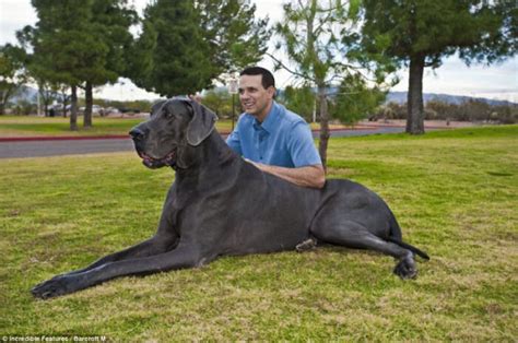 George, o maior cão do mundo - MDig